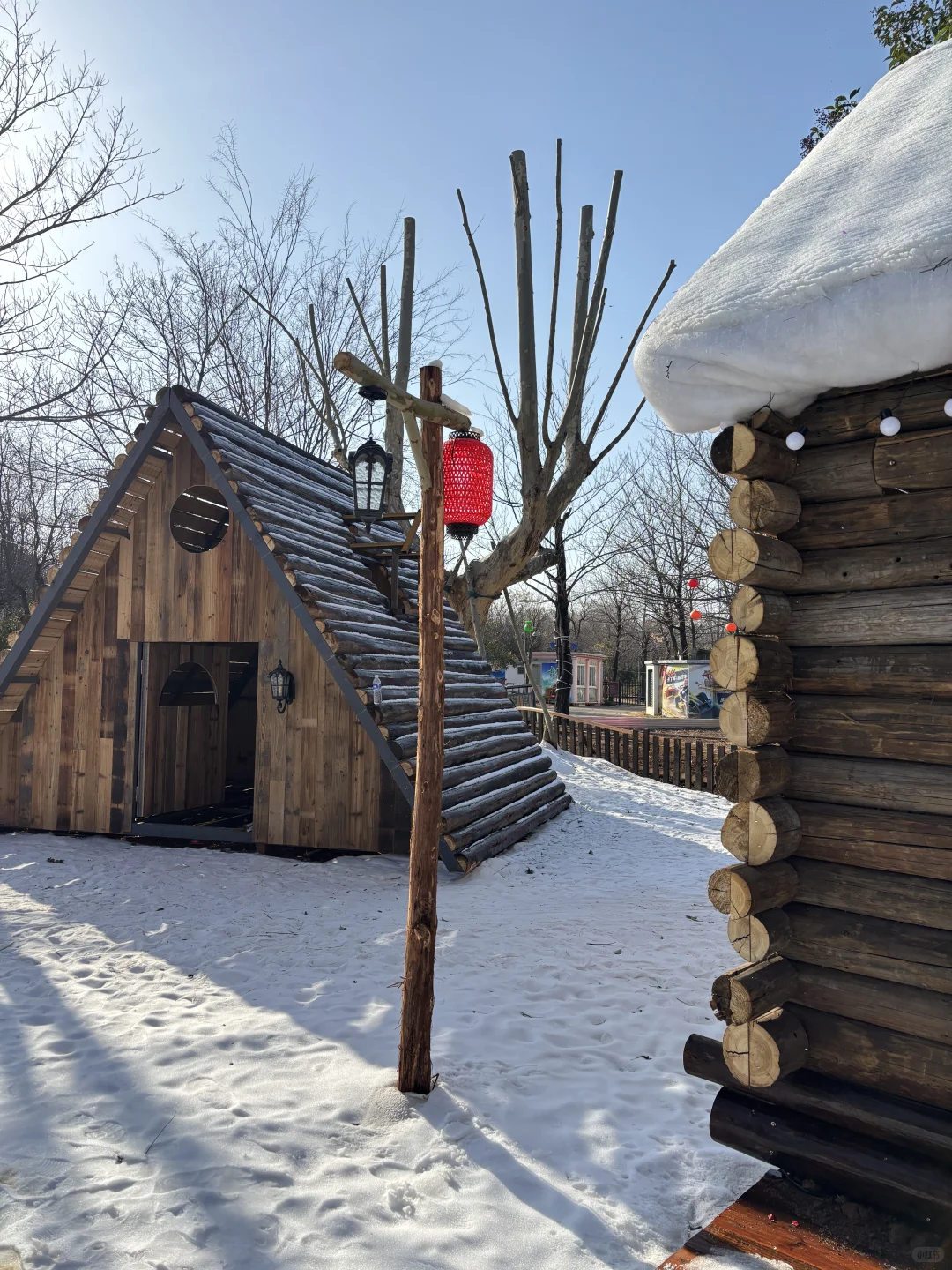 我在徐州雪乡和内蒙狼王合影了
