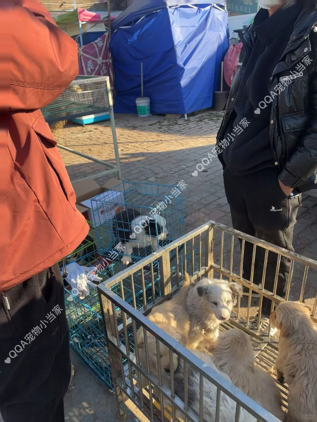 南京六合区宠物市场一条街带大家看看