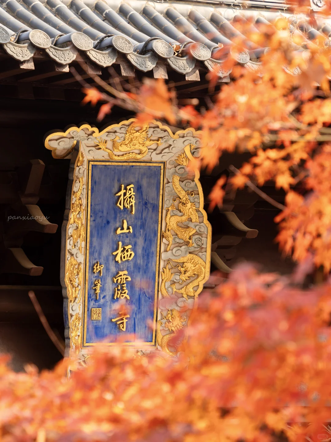 南京赏秋现状，12月想去的姐妹尽早改行程！！！