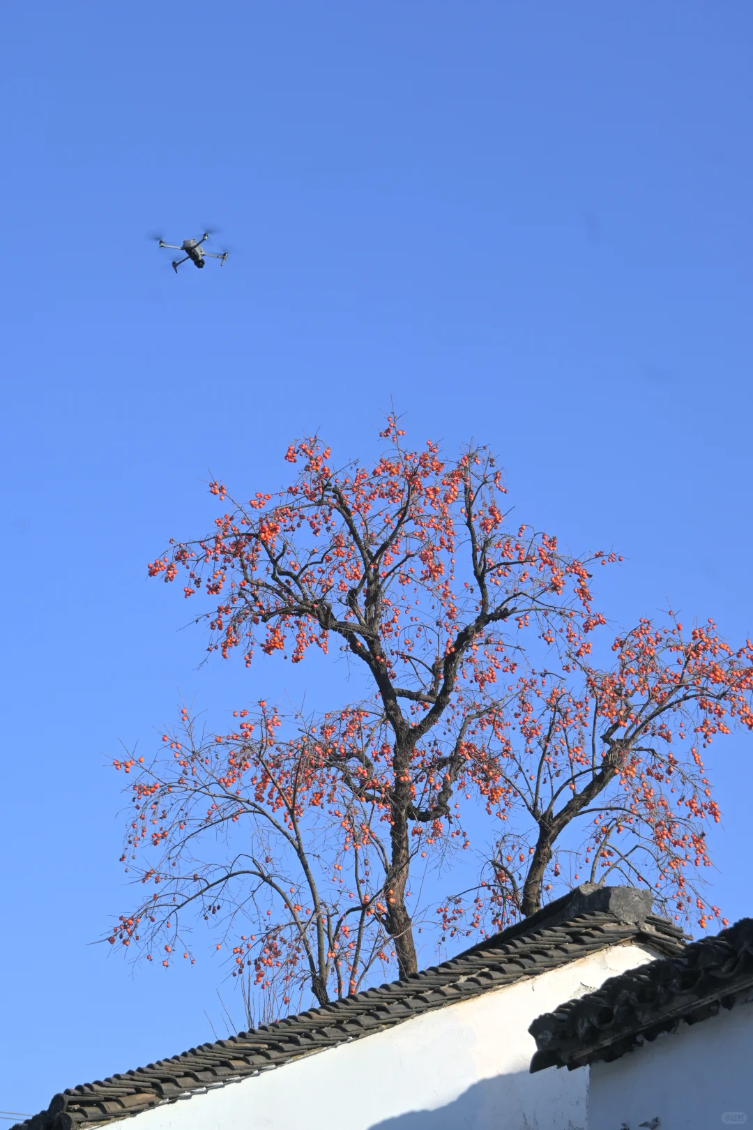 你这周来苏州拍什么(12.15-12.21日)