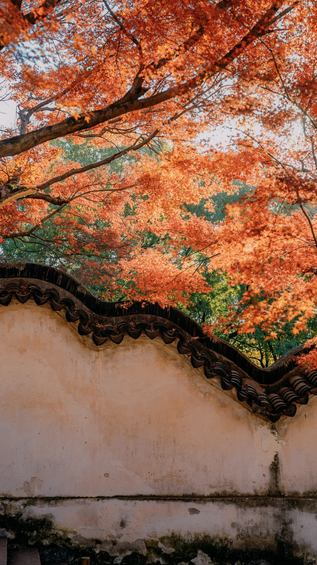 永远惊叹于老祖宗骨子里不灭的极致审美！！
