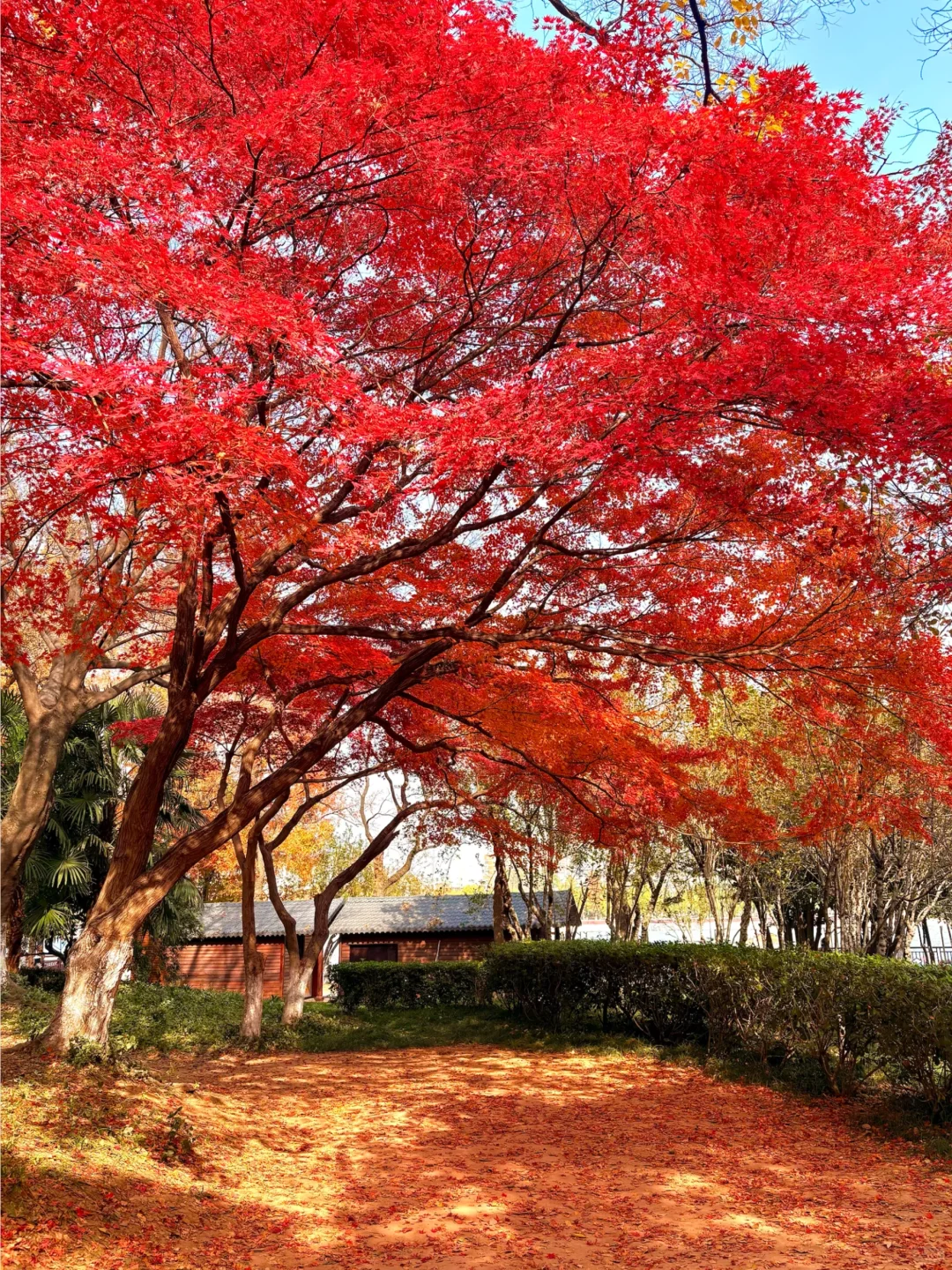 南京赏秋现状，12月想去的姐妹尽早改行程！！！