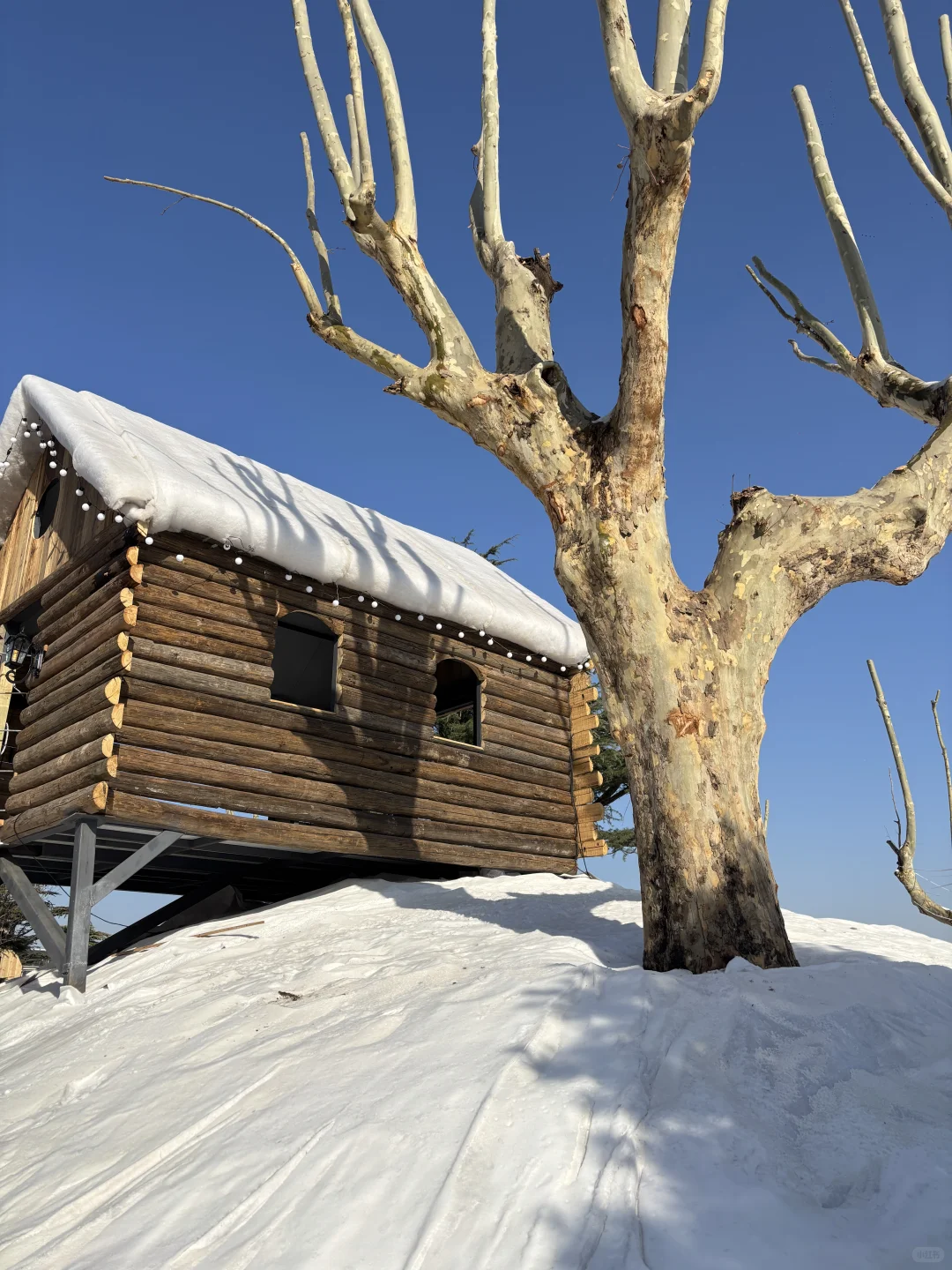 我在徐州雪乡和内蒙狼王合影了