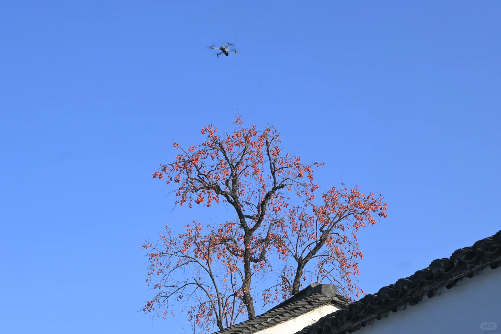 你这周来苏州拍什么(12.15-12.21日)