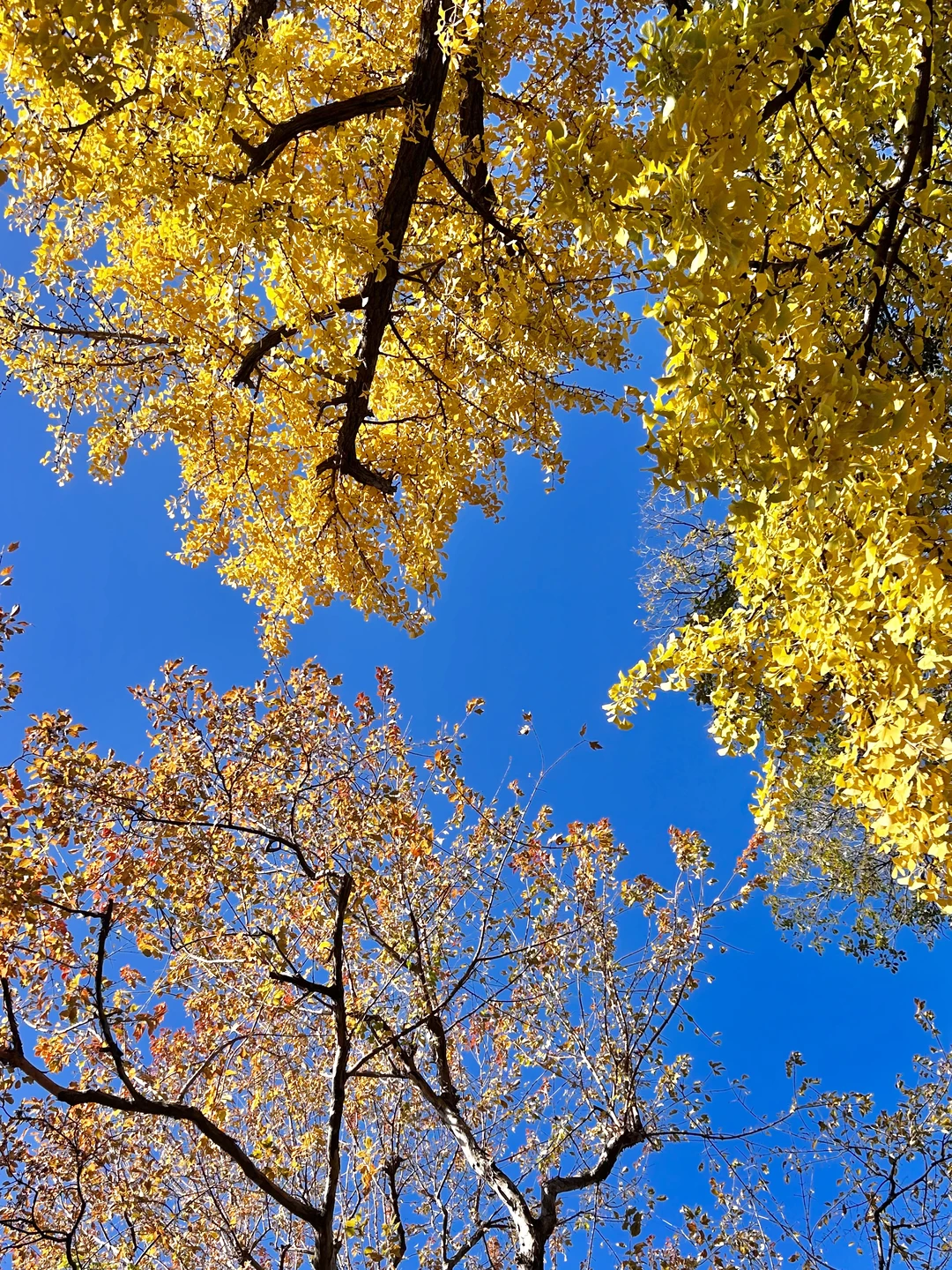 秋日园林看苏州-留园实拍