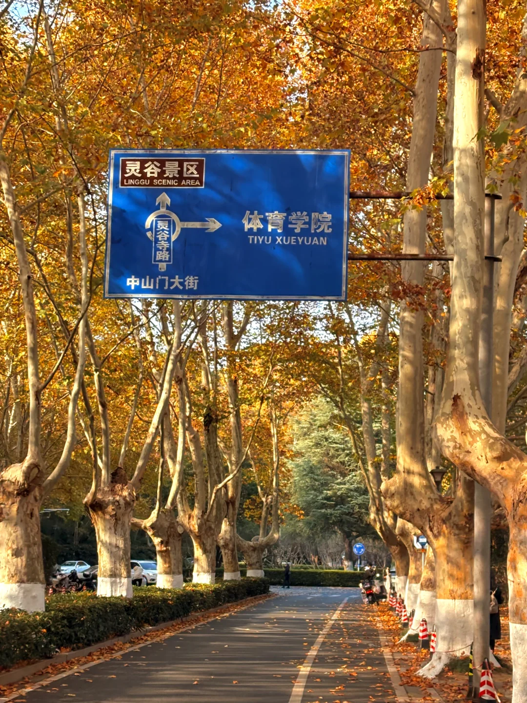 南京赏秋现状，12月想去的姐妹尽早改行程！！！