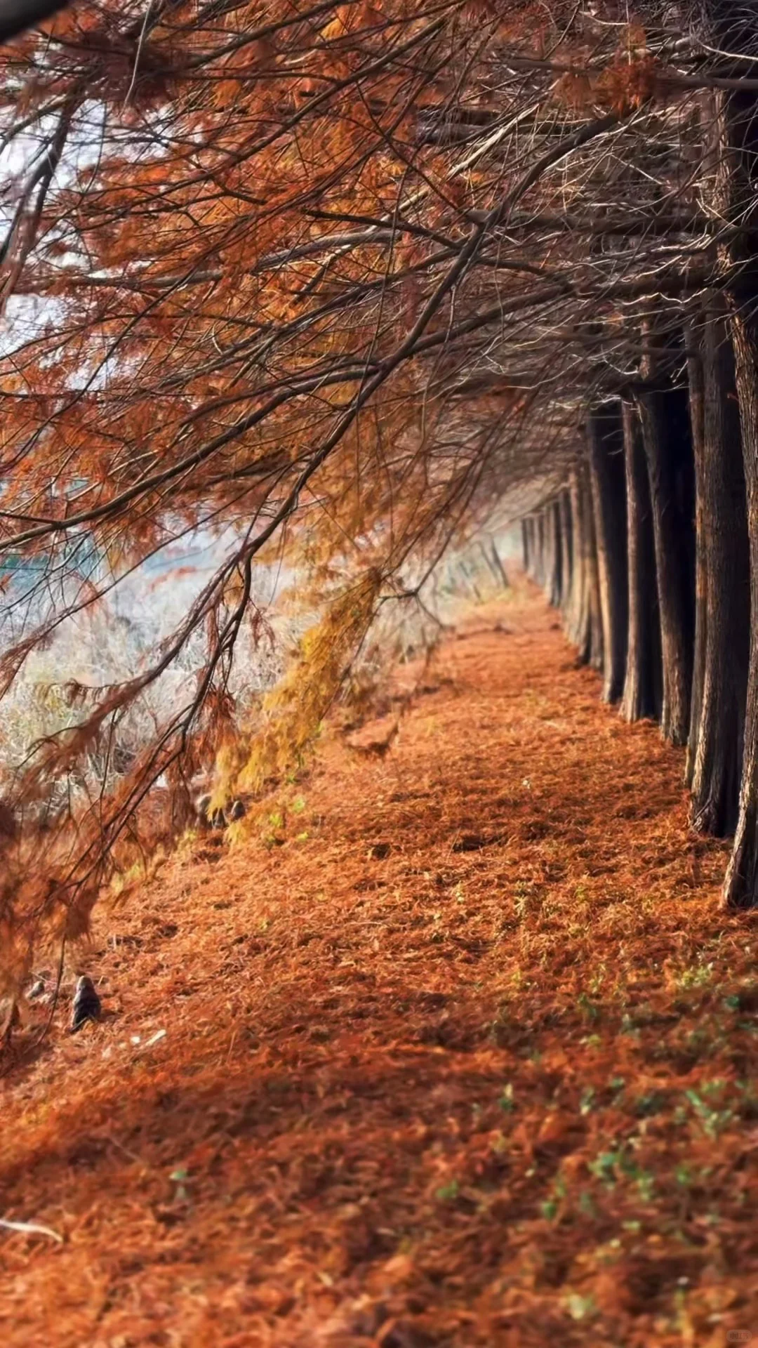 徐州私藏❗❗美到失语的水杉秘境谁懂啊～