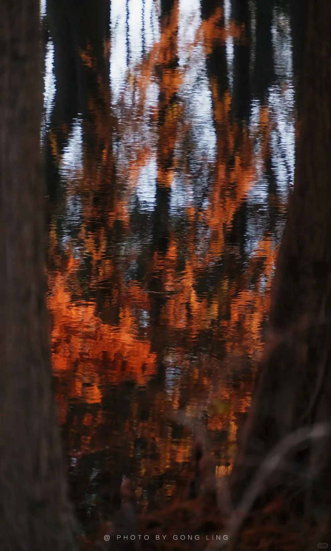 苏州秋色已落幕⁉️那是你还没去这片水杉林‼️