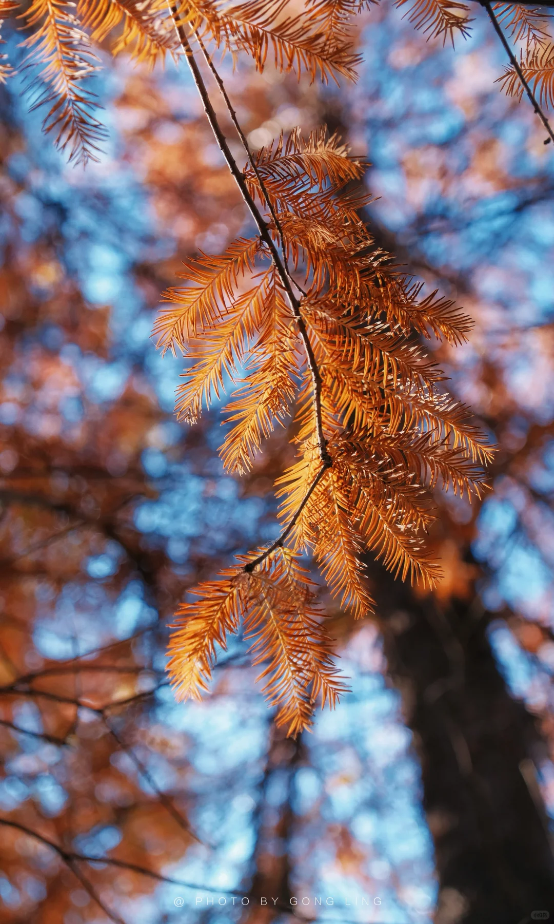 苏州秋色已落幕⁉️那是你还没去这片水杉林‼️