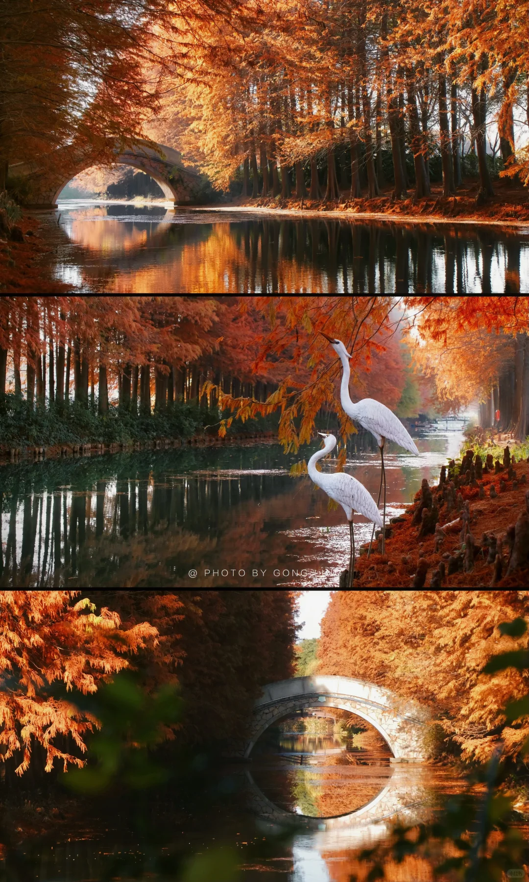 苏州秋色已落幕⁉️那是你还没去这片水杉林‼️