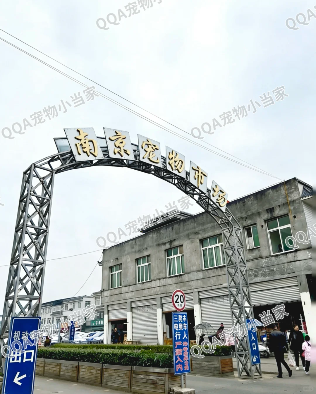 南京六合区宠物市场一条街带大家看看