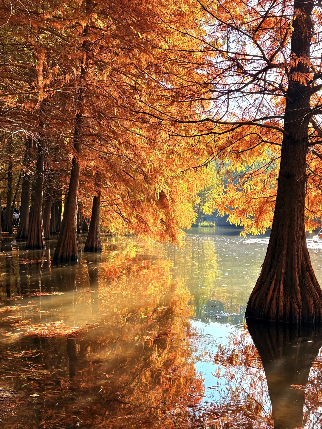 南京赏秋现状，12月想去的姐妹尽早改行程！！！