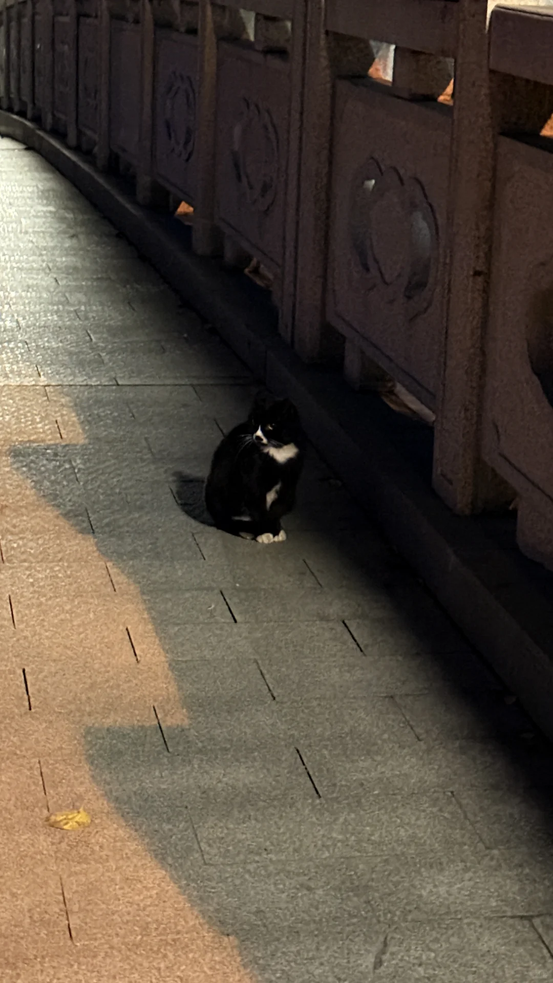 苏州冷了才想回海南了