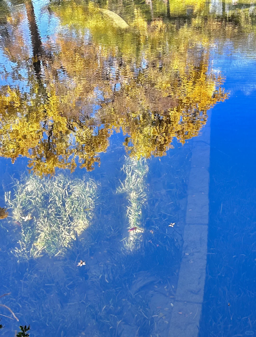 秋日园林看苏州-留园实拍