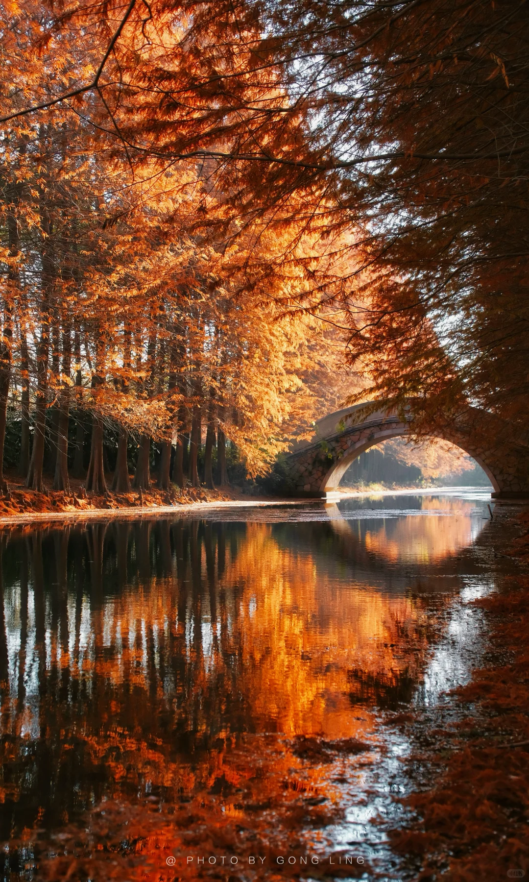 苏州秋色已落幕⁉️那是你还没去这片水杉林‼️