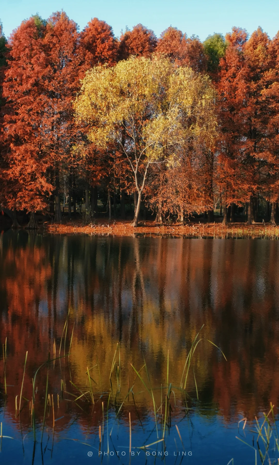 苏州秋色已落幕⁉️那是你还没去这片水杉林‼️