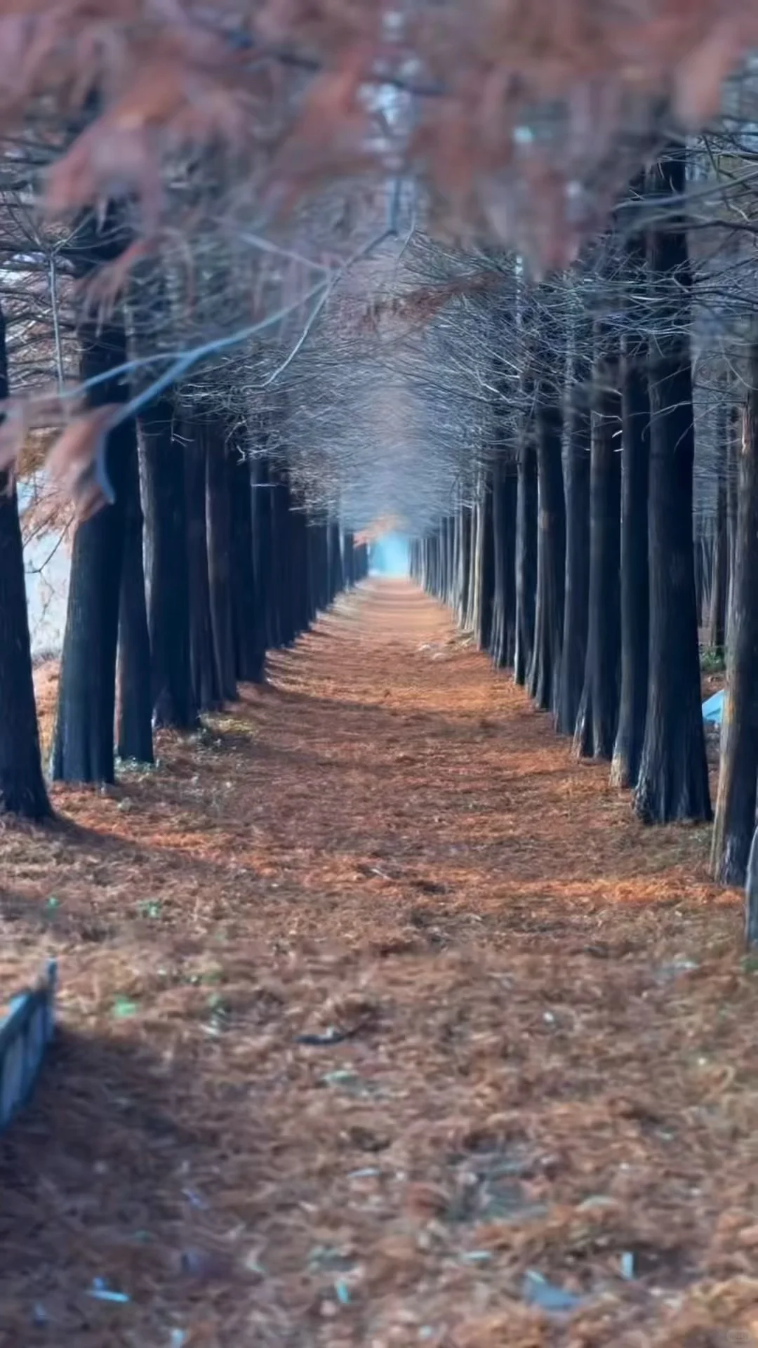 徐州私藏❗❗美到失语的水杉秘境谁懂啊～