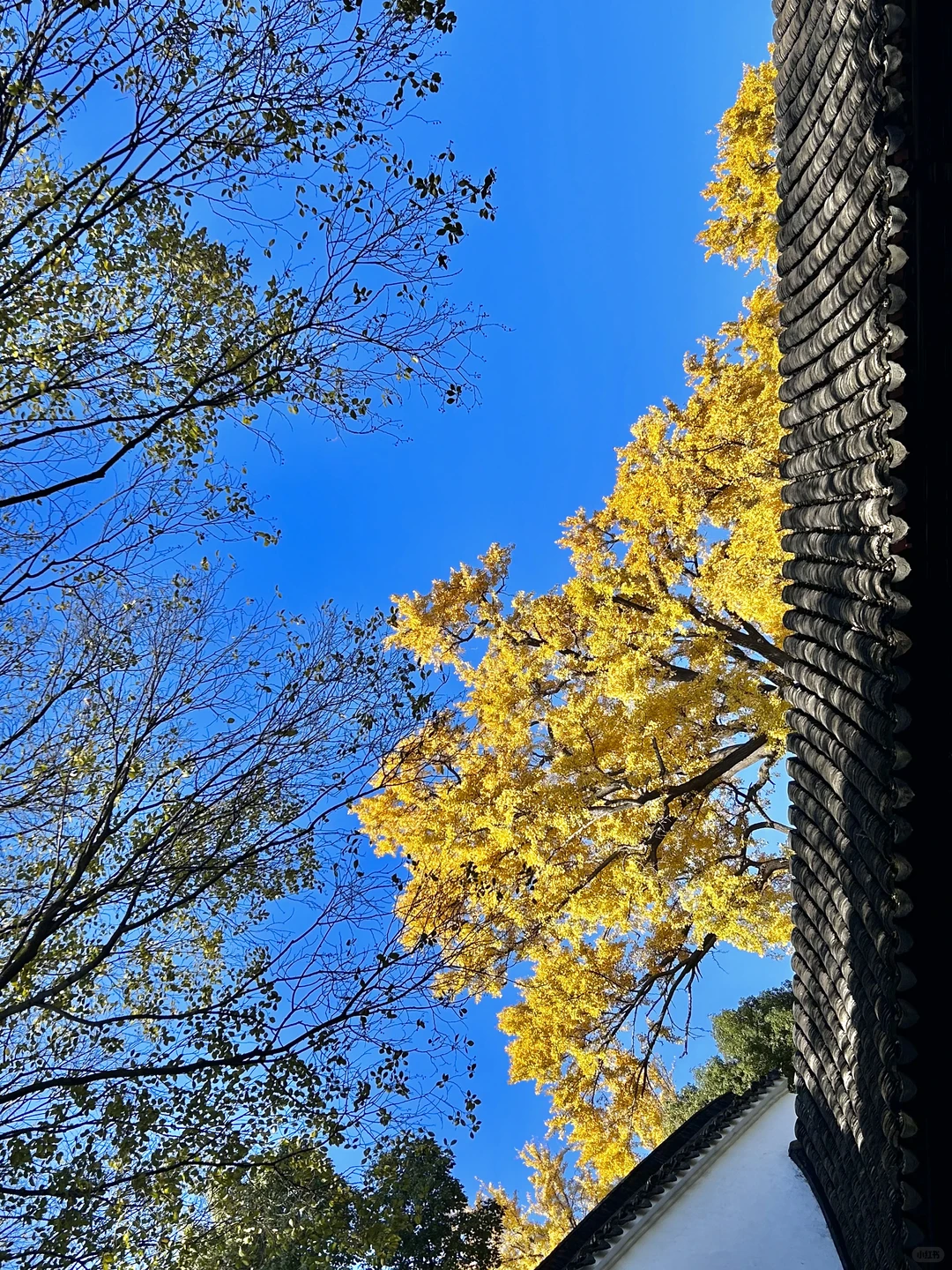 秋日园林看苏州-留园实拍