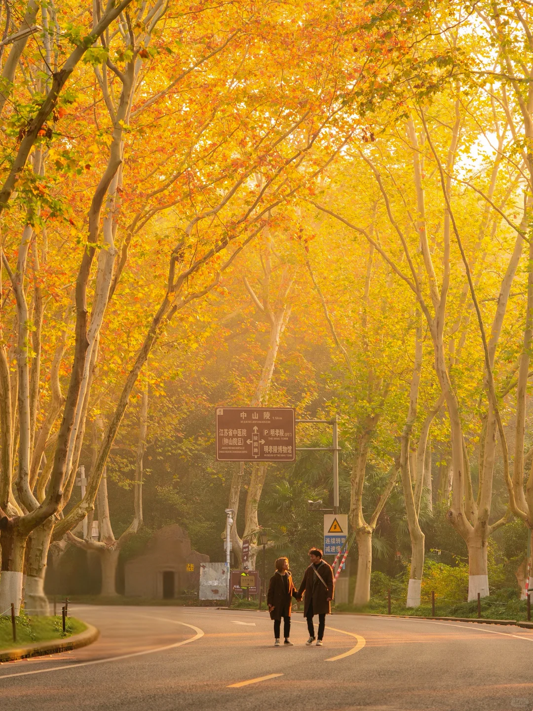 南京赏秋现状，12月想去的姐妹尽早改行程！！！