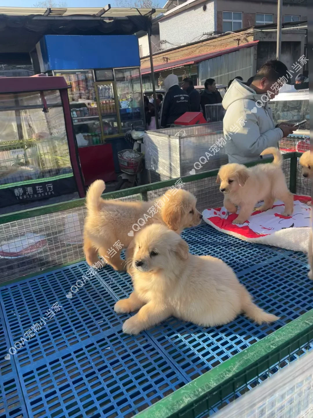 南京六合区宠物市场一条街带大家看看