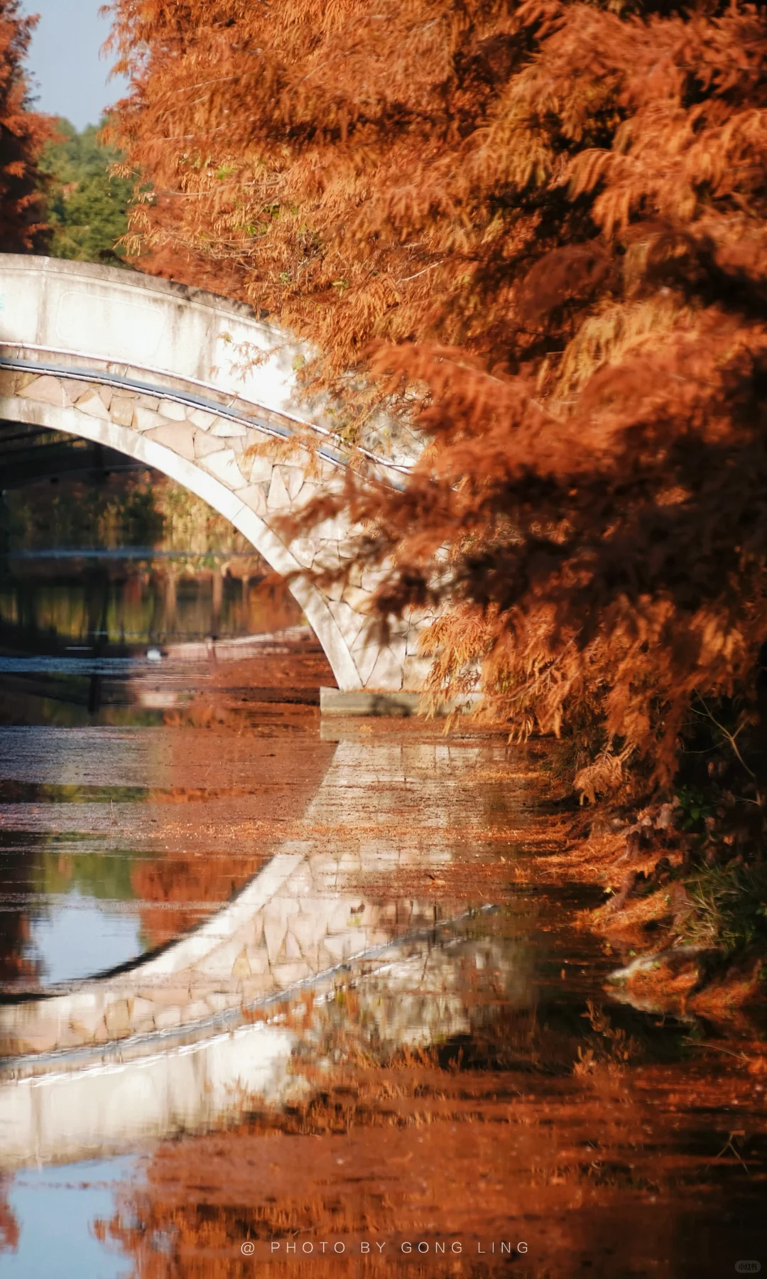 苏州秋色已落幕⁉️那是你还没去这片水杉林‼️