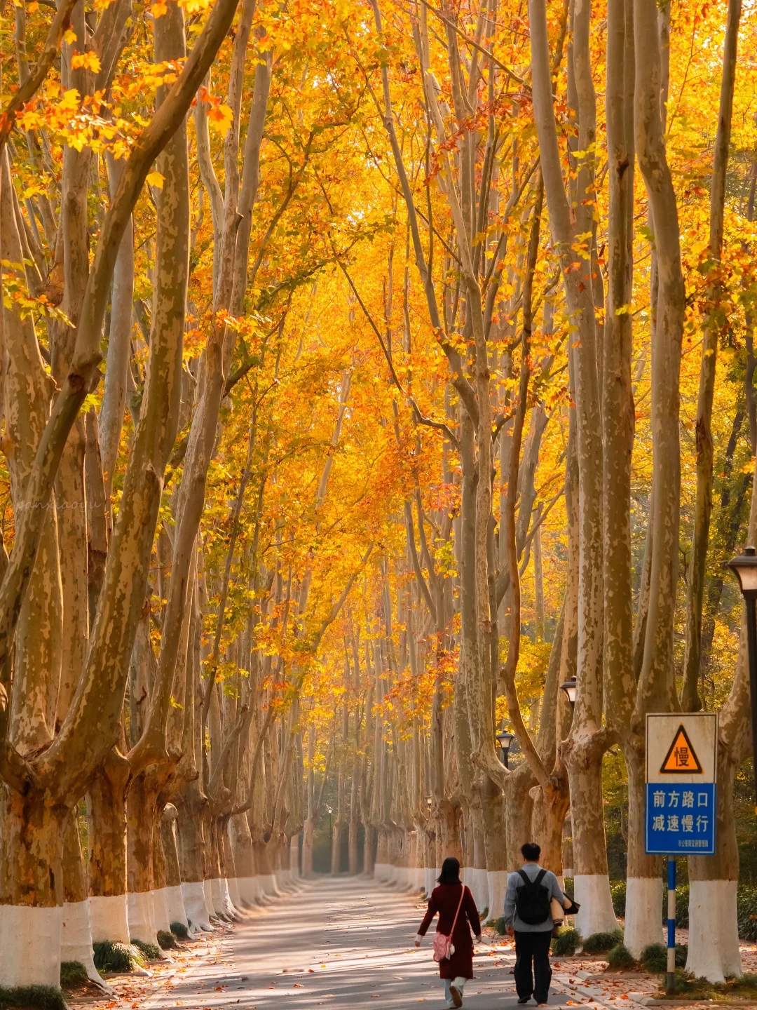 南京赏秋现状，12月想去的姐妹尽早改行程！！！