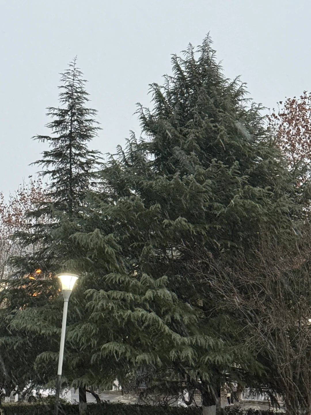 居然看见徐州下雪了❄️