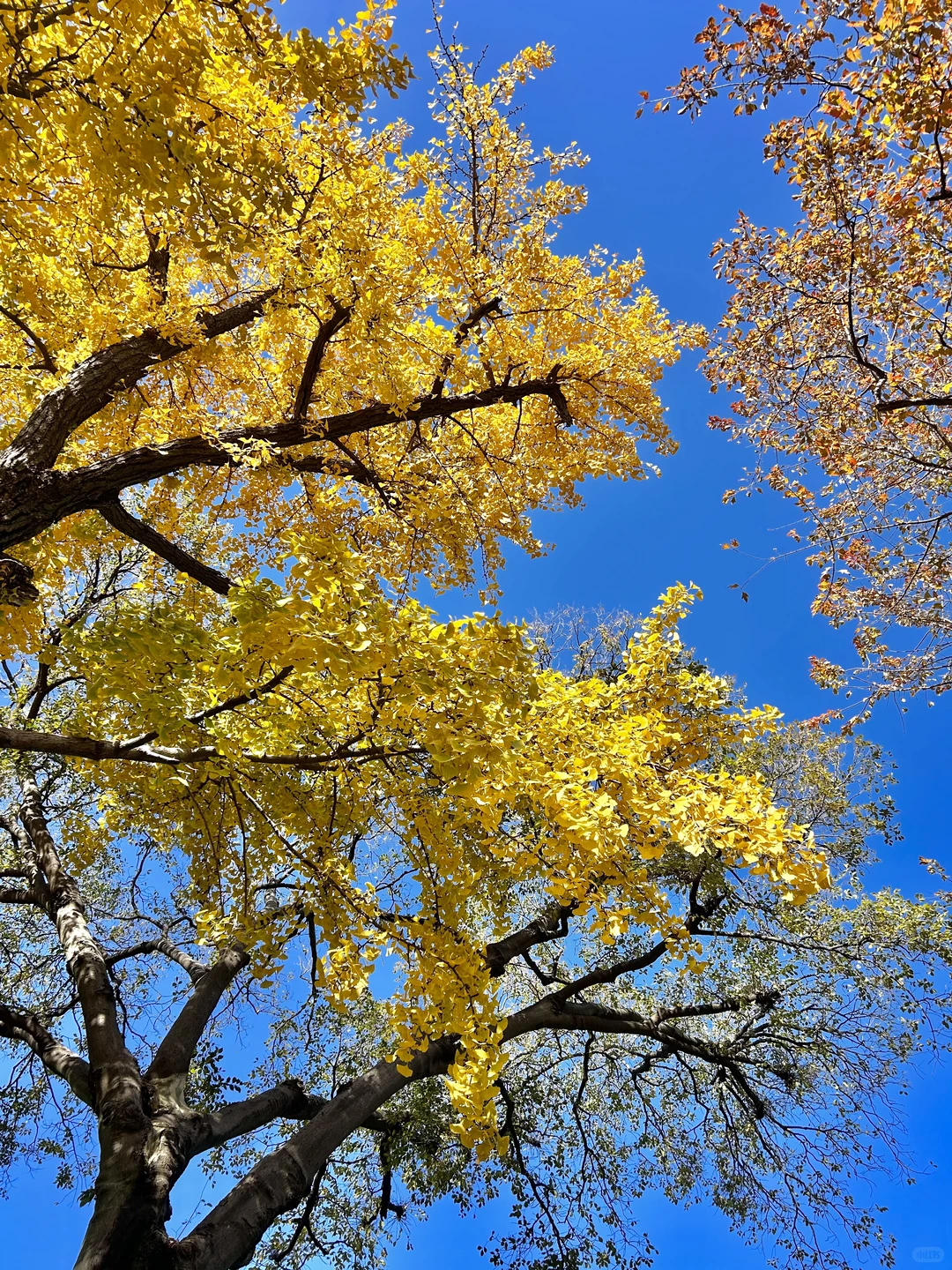 秋日园林看苏州-留园实拍