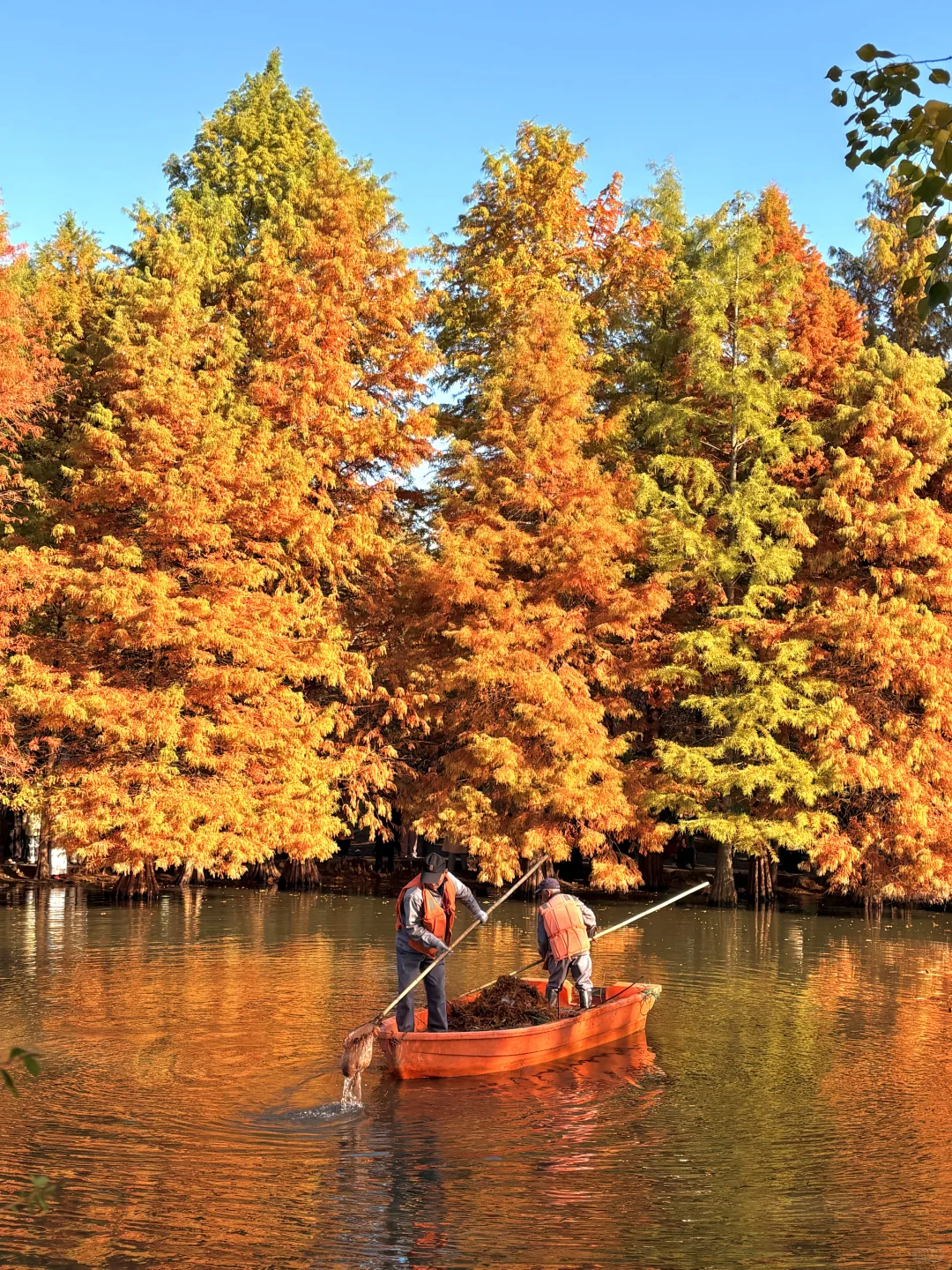 南京赏秋现状，12月想去的姐妹尽早改行程！！！