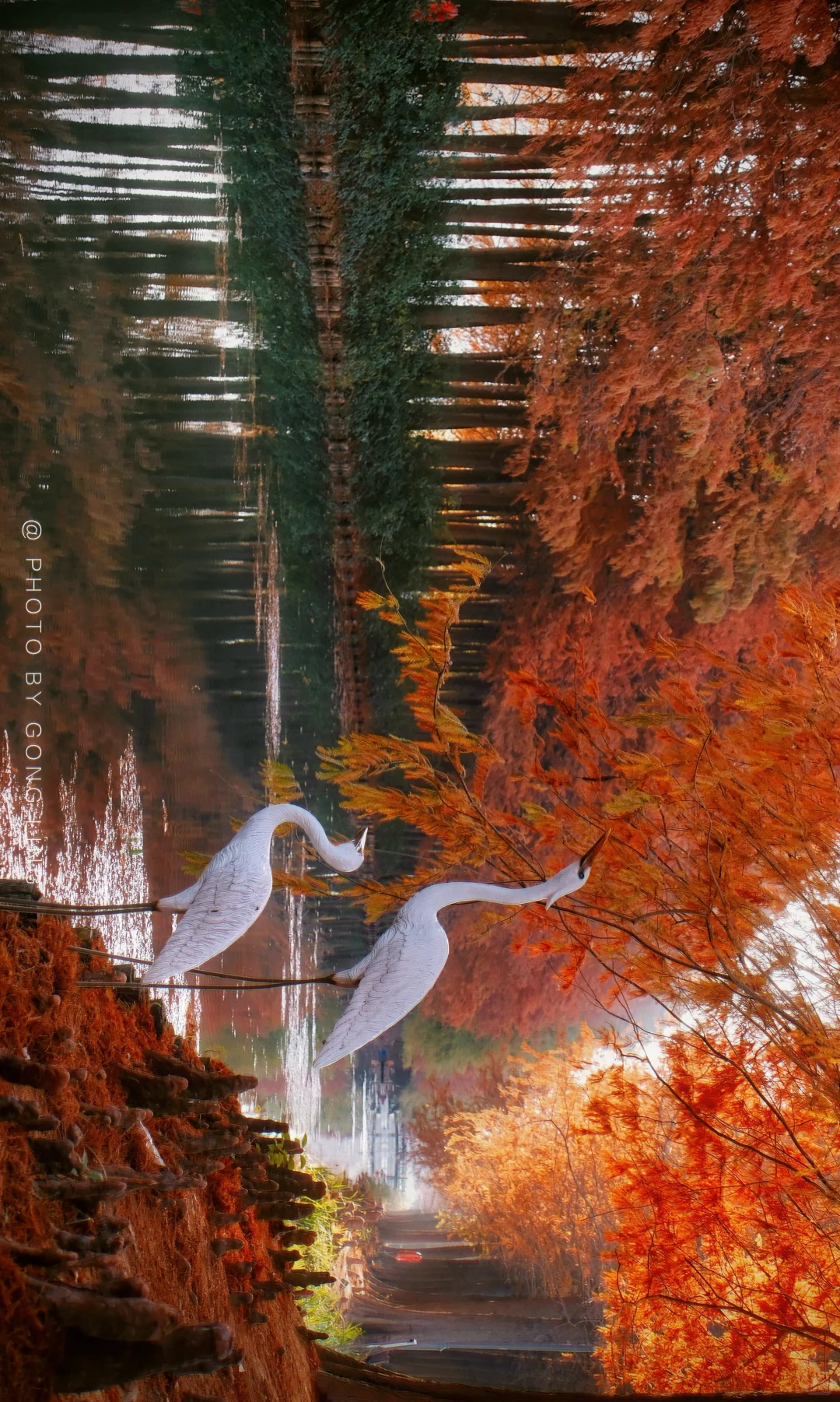 苏州秋色已落幕⁉️那是你还没去这片水杉林‼️