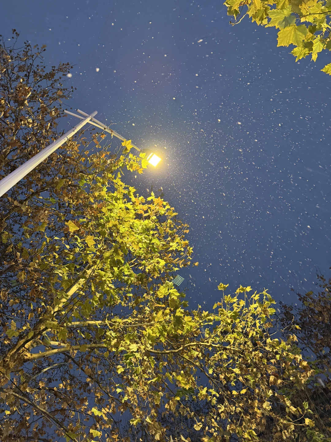 徐州的初雪❄️