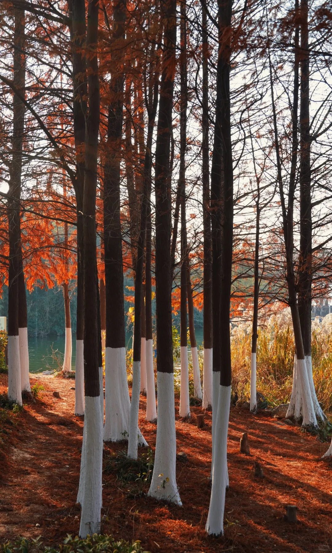 江苏徐州｜云龙湖公园🍁