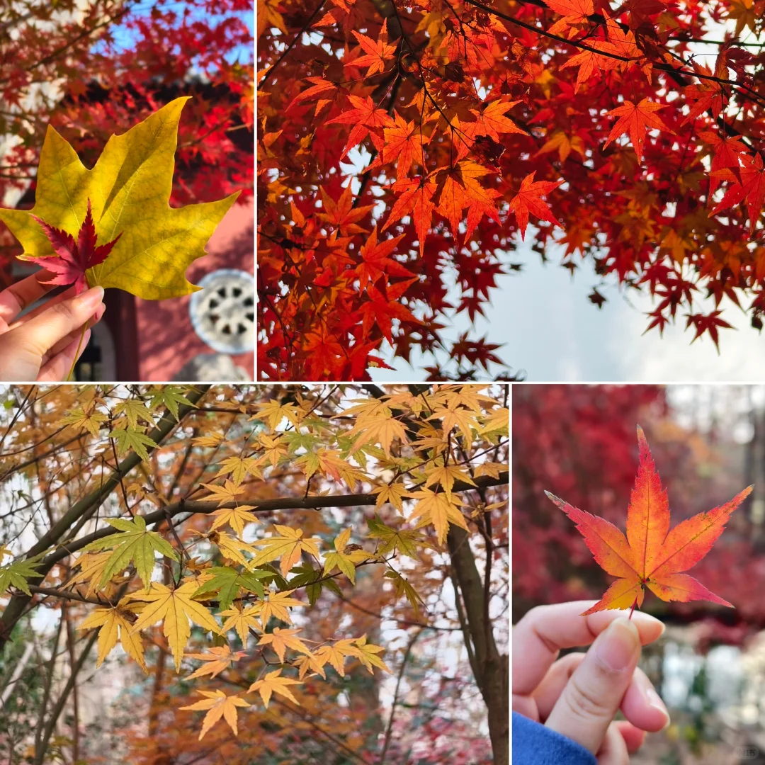 原来南京真的会让人有戒断反应！