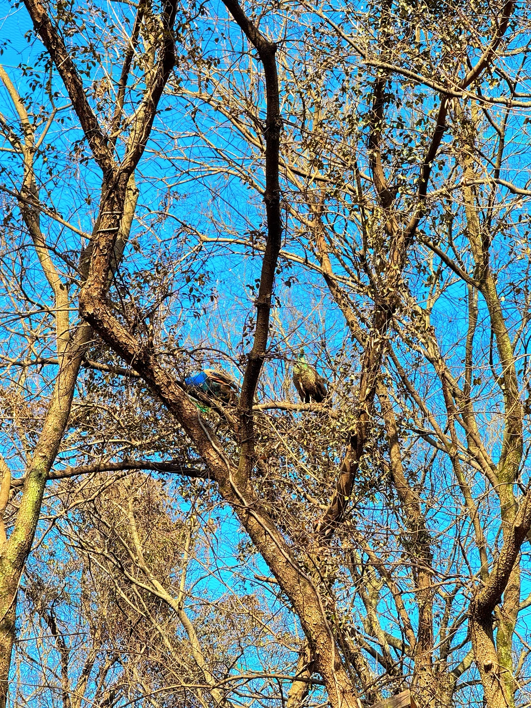南京老山森林公园