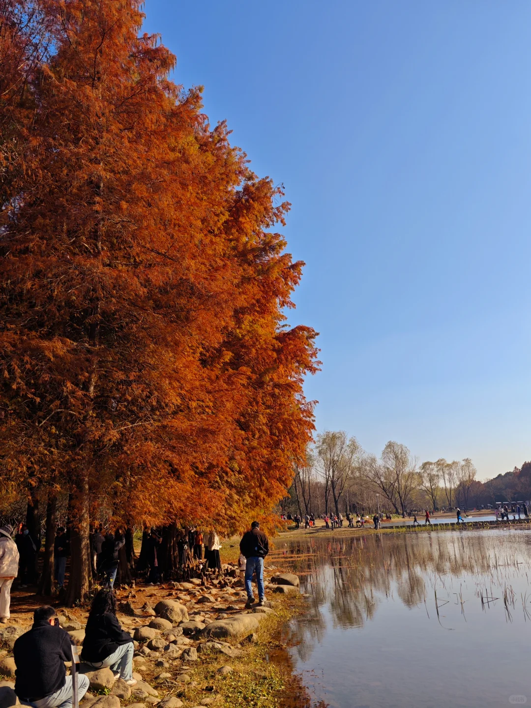 12.14周末逃离上海之苏州虎丘湿地公园