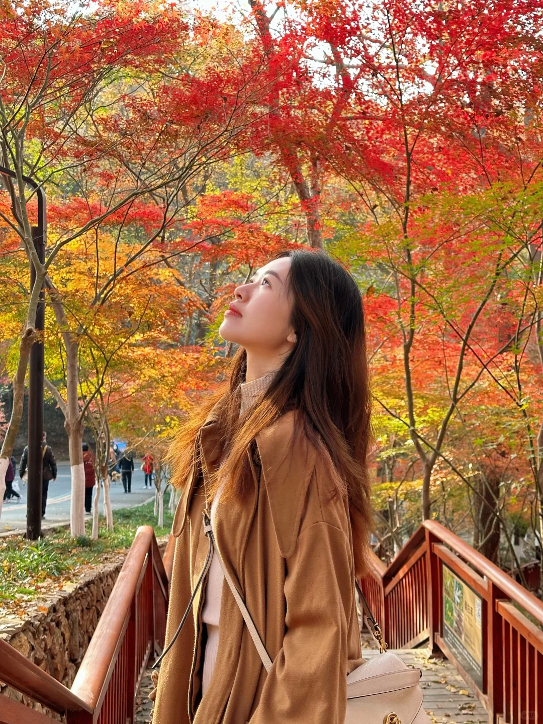 12月实况！南京的深秋真的美疯了！！