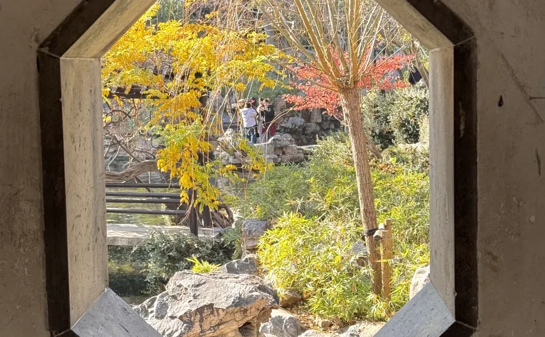 12.15实况！留园最后的红枫！