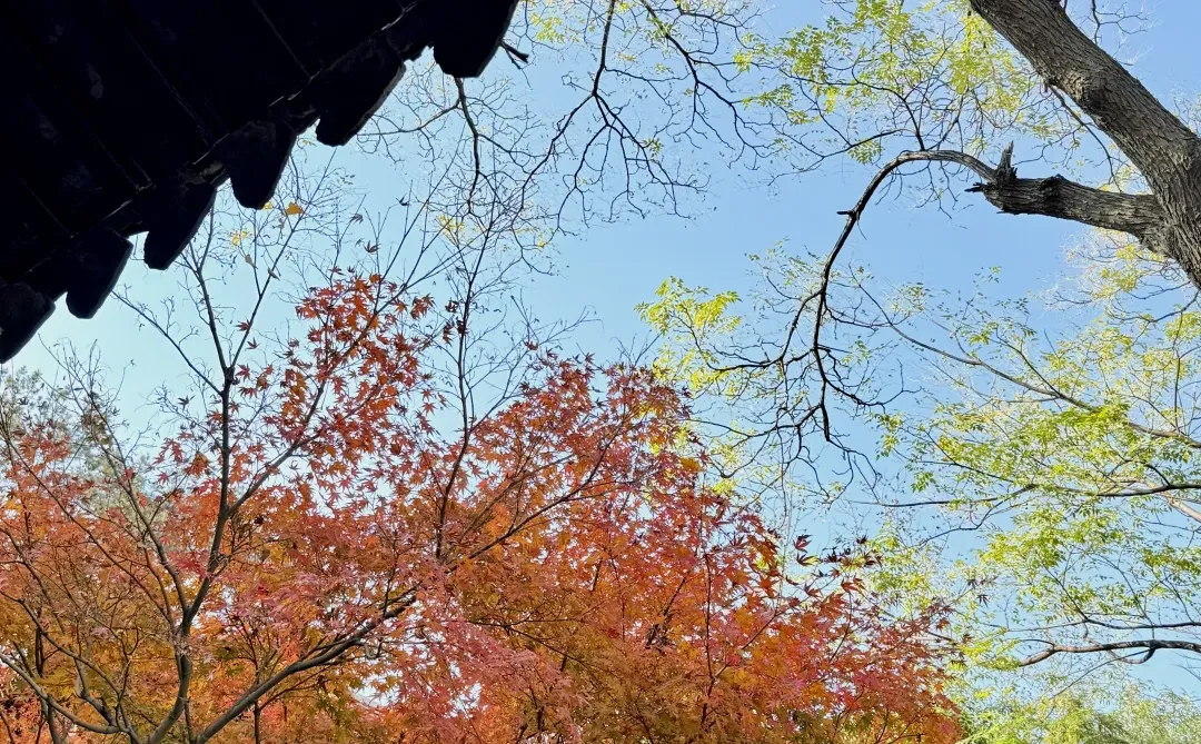 12.16怡园赏秋实况｜15r票价太值得啦！