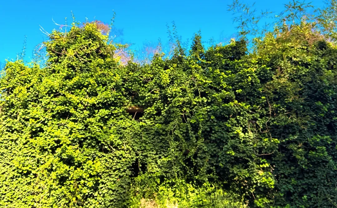 南京老山森林公园