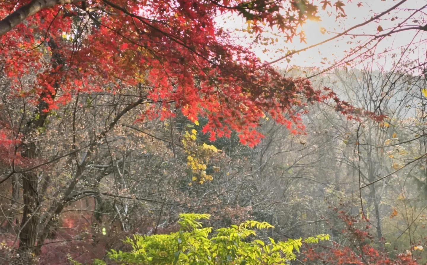 原来南京真的会让人有戒断反应！