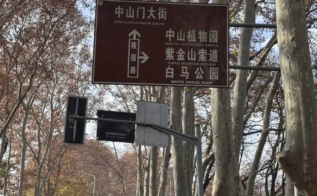 12.16 南京梧桐大道实况