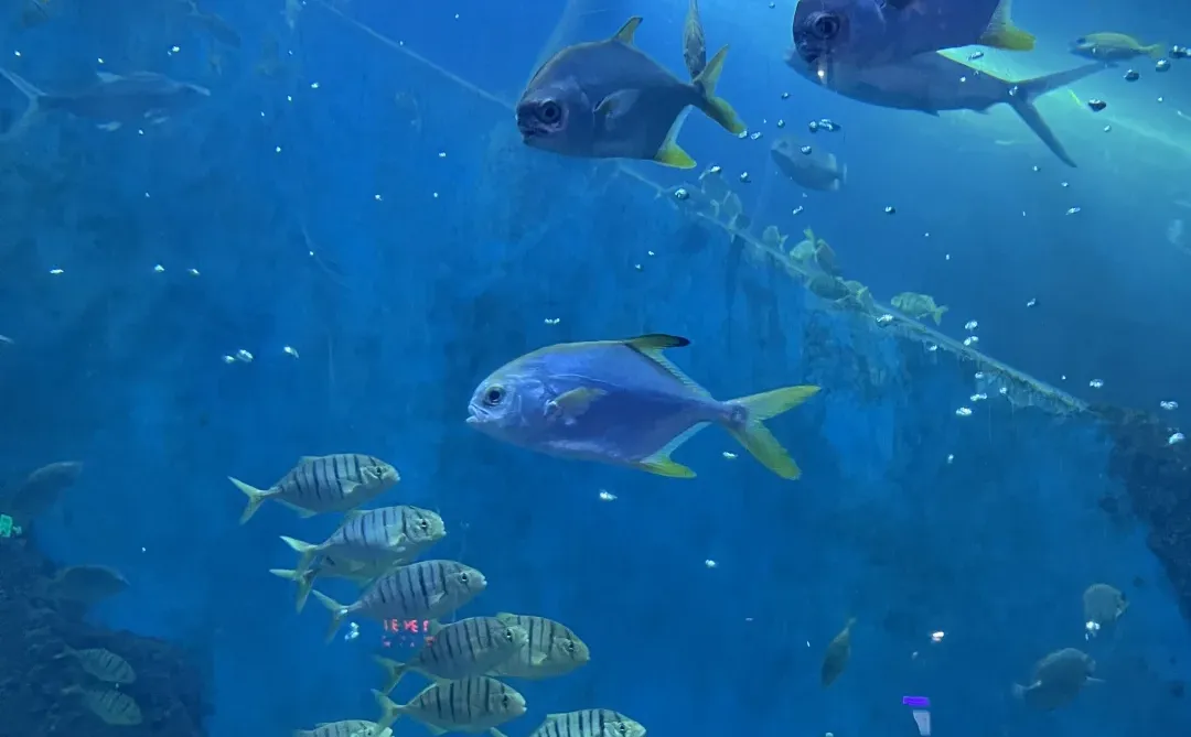 徐州 海洋馆 巨出片