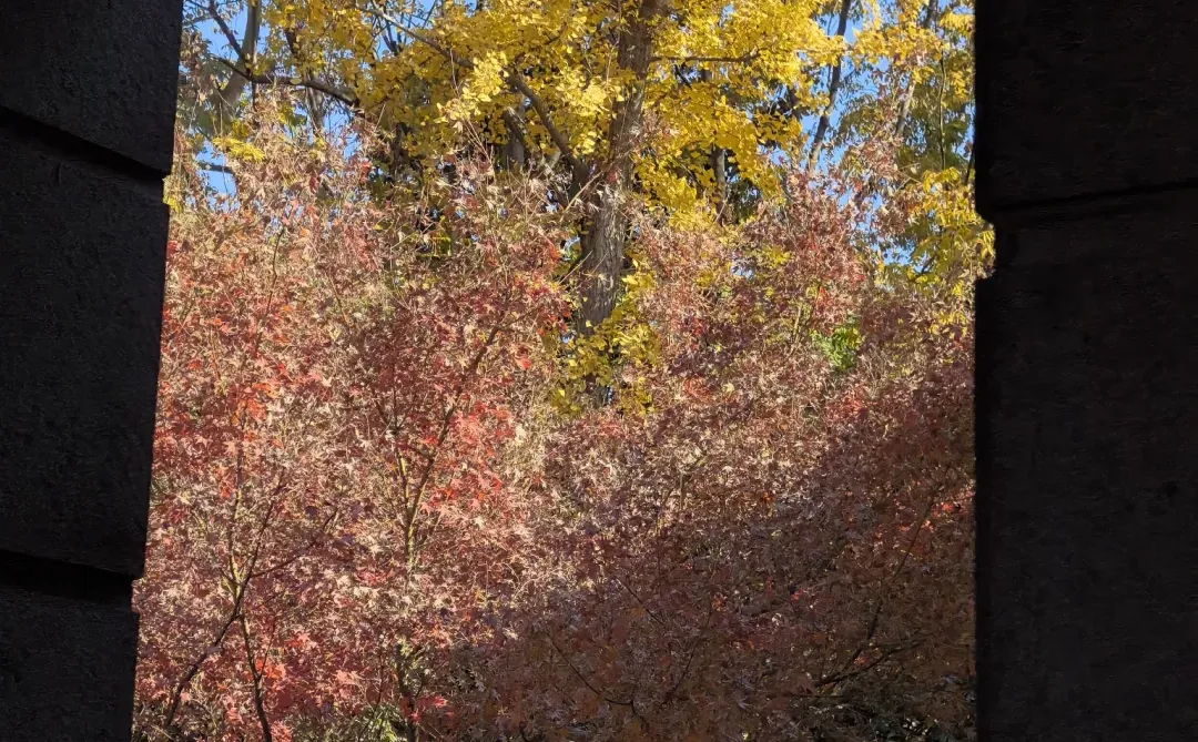 梧桐大道白白浪费了20