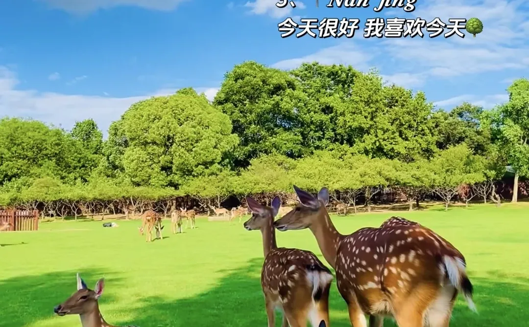 📍去南京朋友圈这样发被赞爆！！🔥🔥