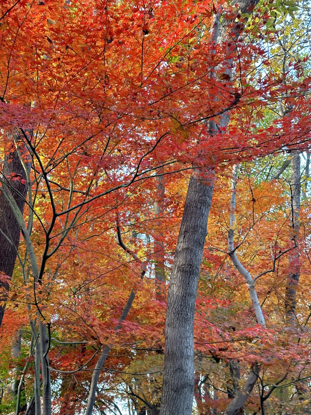 12月实况！南京的深秋真的美疯了！！