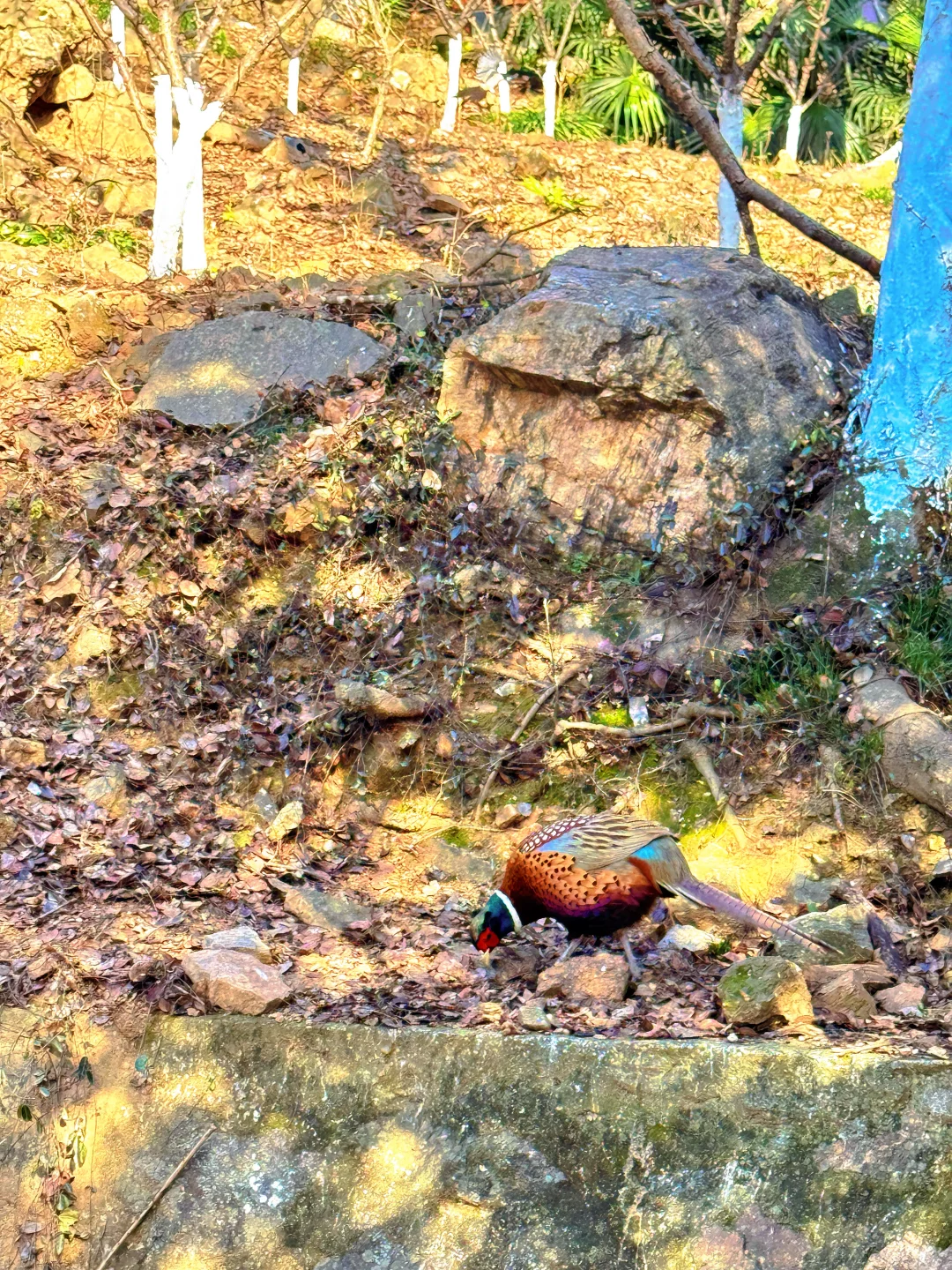 南京老山森林公园