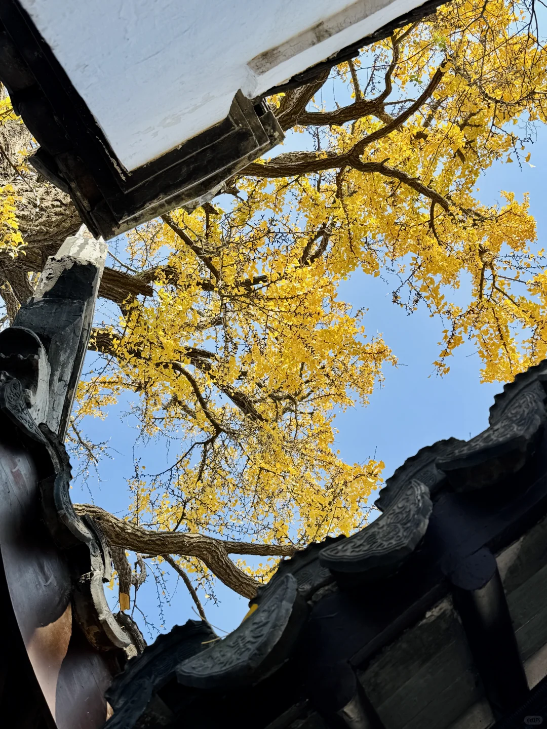 12.16怡园赏秋实况｜15r票价太值得啦！