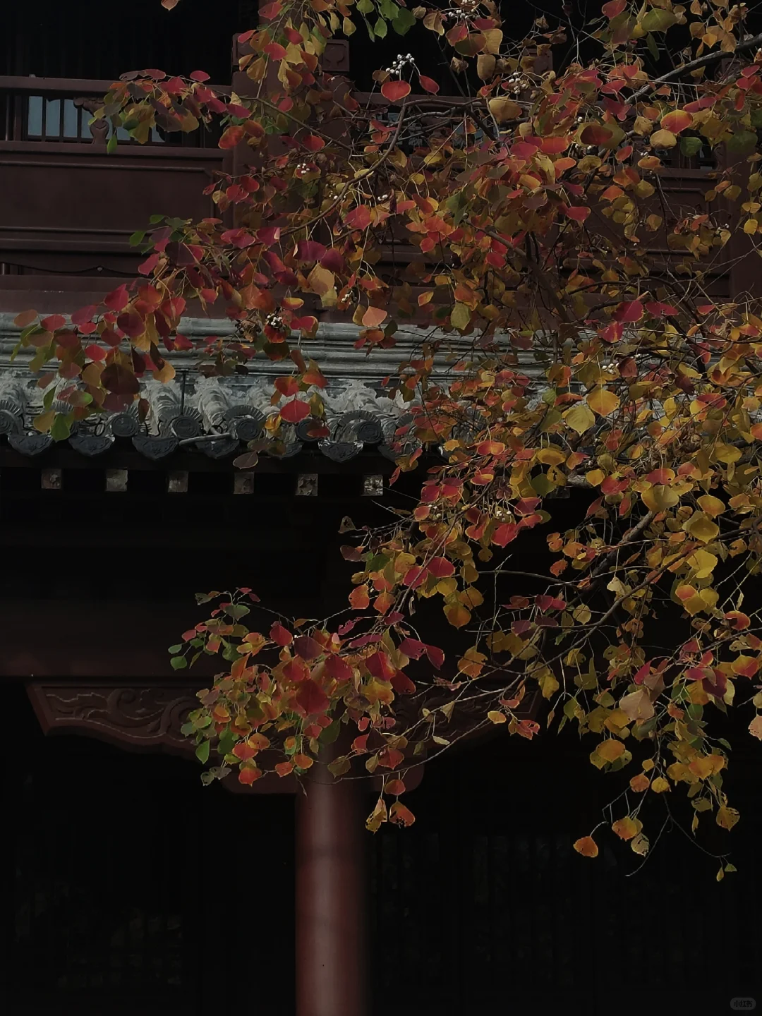 徐州旅游|徐州的大苹果🍎在文庙里？