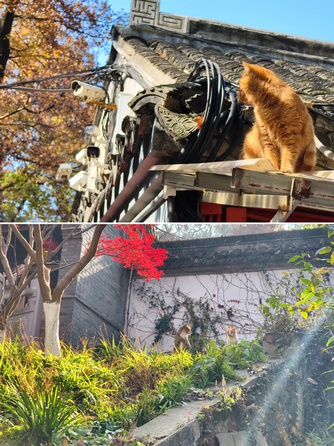 原来南京真的会让人有戒断反应！