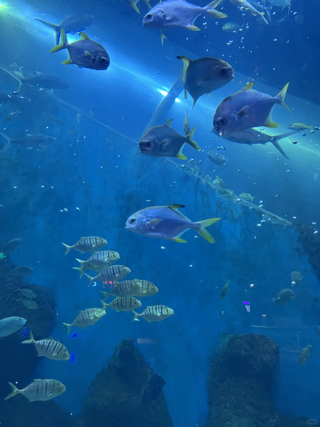 徐州 海洋馆 巨出片